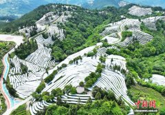 湖北巴东：茶园披“银纱” 乡村好“丰”景